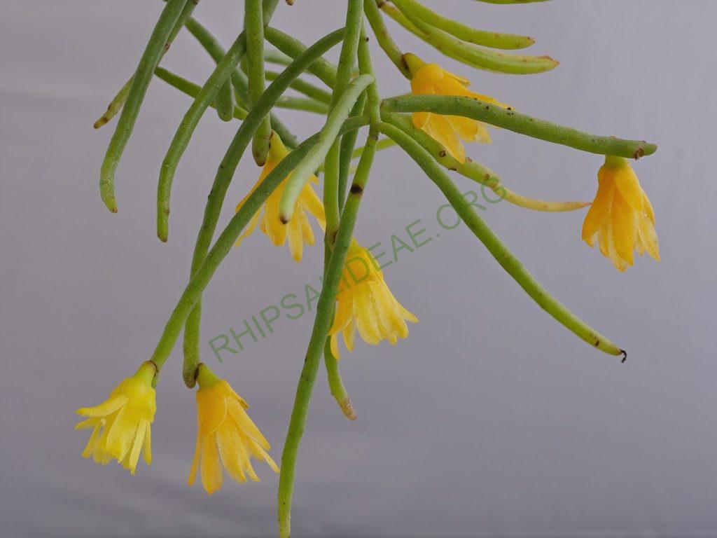 Rhipsalis aurea, AH 676, Nova Friburgo, Rio de Janeiro, Brazil