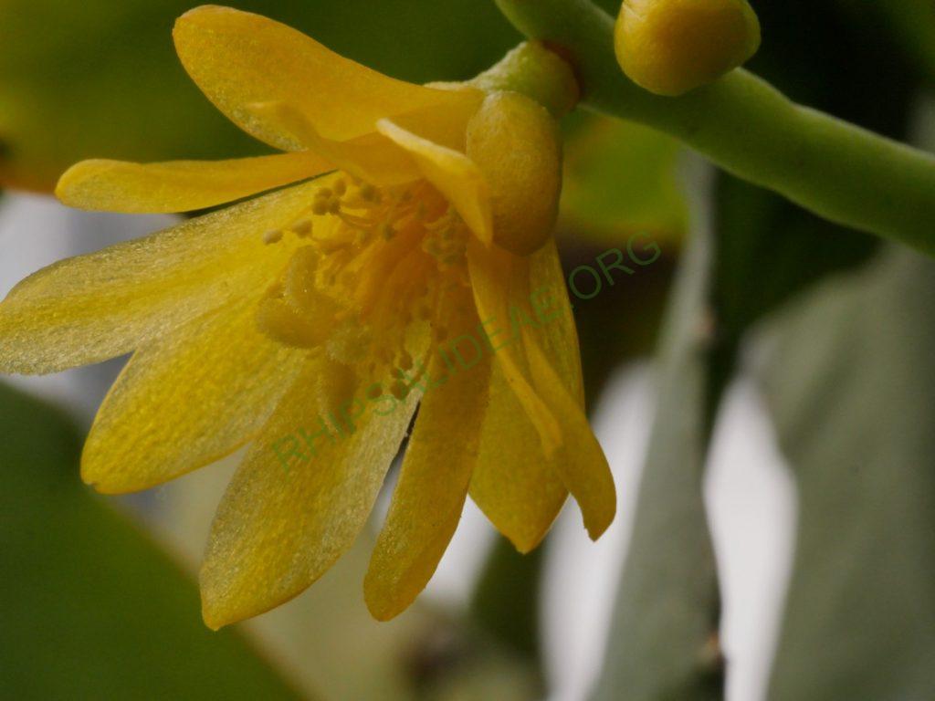Rhipsalis aurea, AH 676, Nova Friburgo, Rio de Janeiro, Brazil
