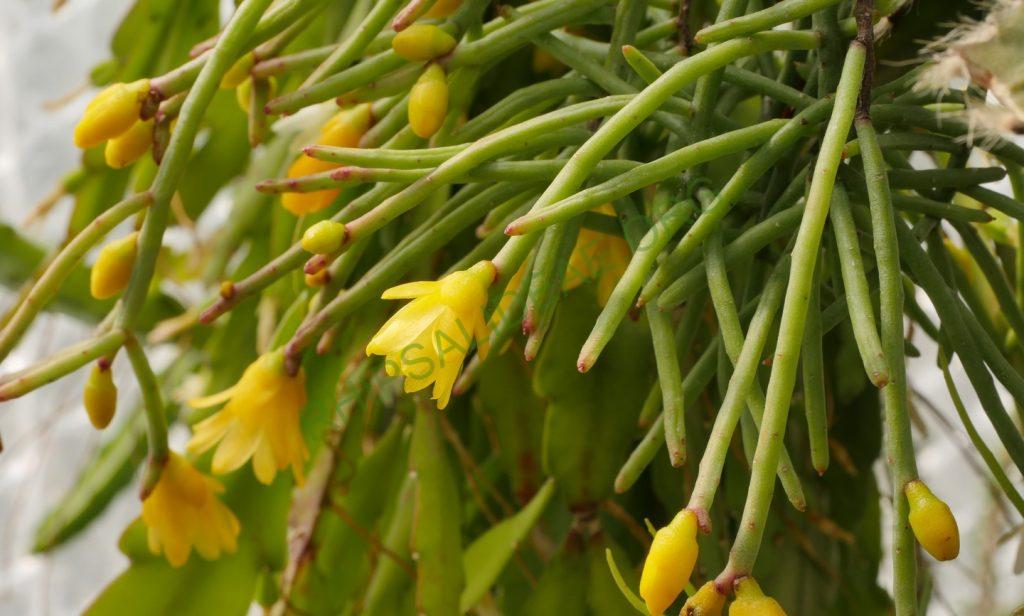 Rhipsalis aurea, AH 676, Nova Friburgo, Rio de Janeiro, Brazil