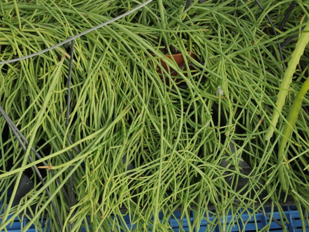 Rhipsalis aurea, AH 676, Nova Friburgo, Rio de Janeiro, Brazil