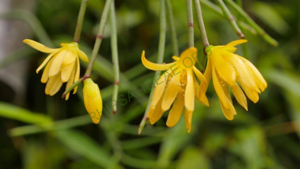 Rhipsalis aurea, ex. Sitio Sophrinitis