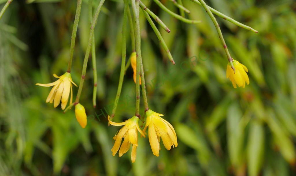 Rhipsalis aurea, ex. Sitio Sophrinitis