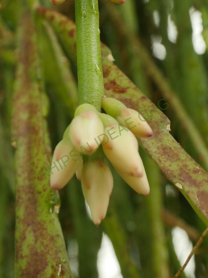 Rhipsalis pulchra, AH 701, Ibitipoca, Minas Gerais, Brazil