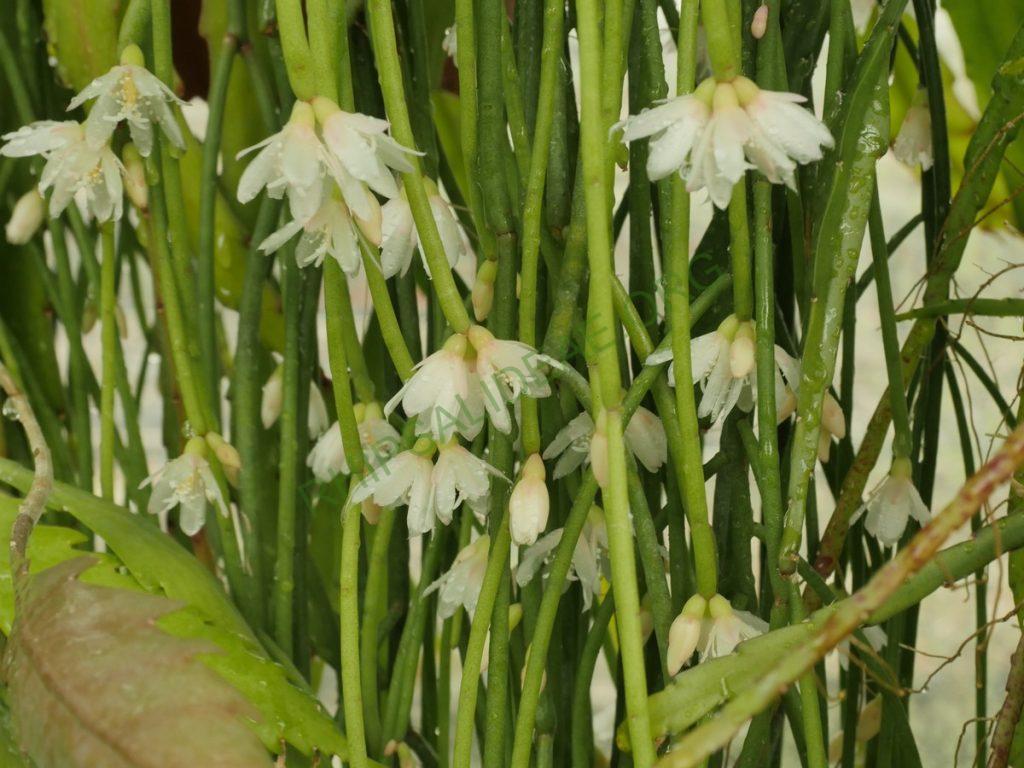Rhipsalis pulchra, AH 701, Ibitipoca, Minas Gerais, Brazil