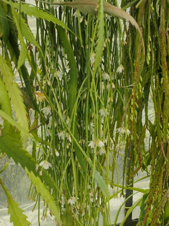 Rhipsalis pulchra, AH 701, Ibitipoca, Minas Gerais, Brazil