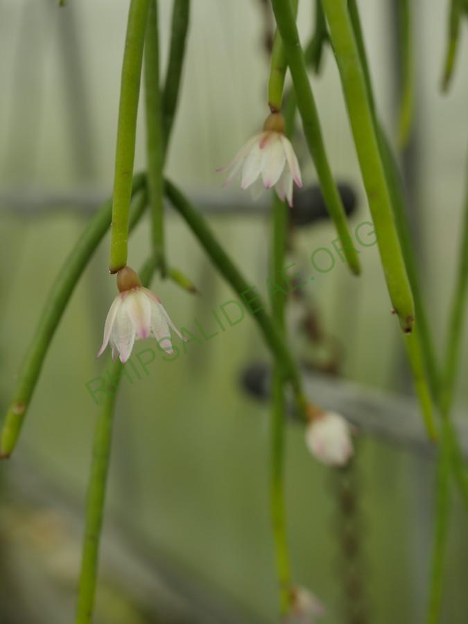Rhipsalis pulchra, AH 797, Itatiaia, Rio de Janeiro, Brazil, type location