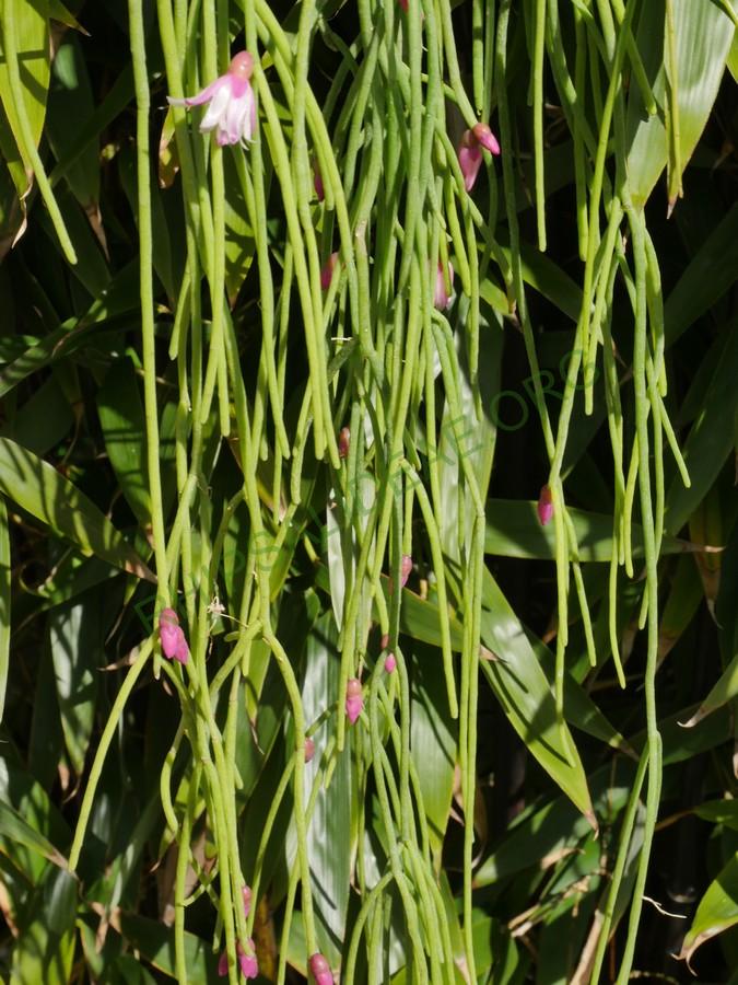 Rhipsalis pulchra, AH 690, Nova Friburgo, Rio de Janeiro, Brazil