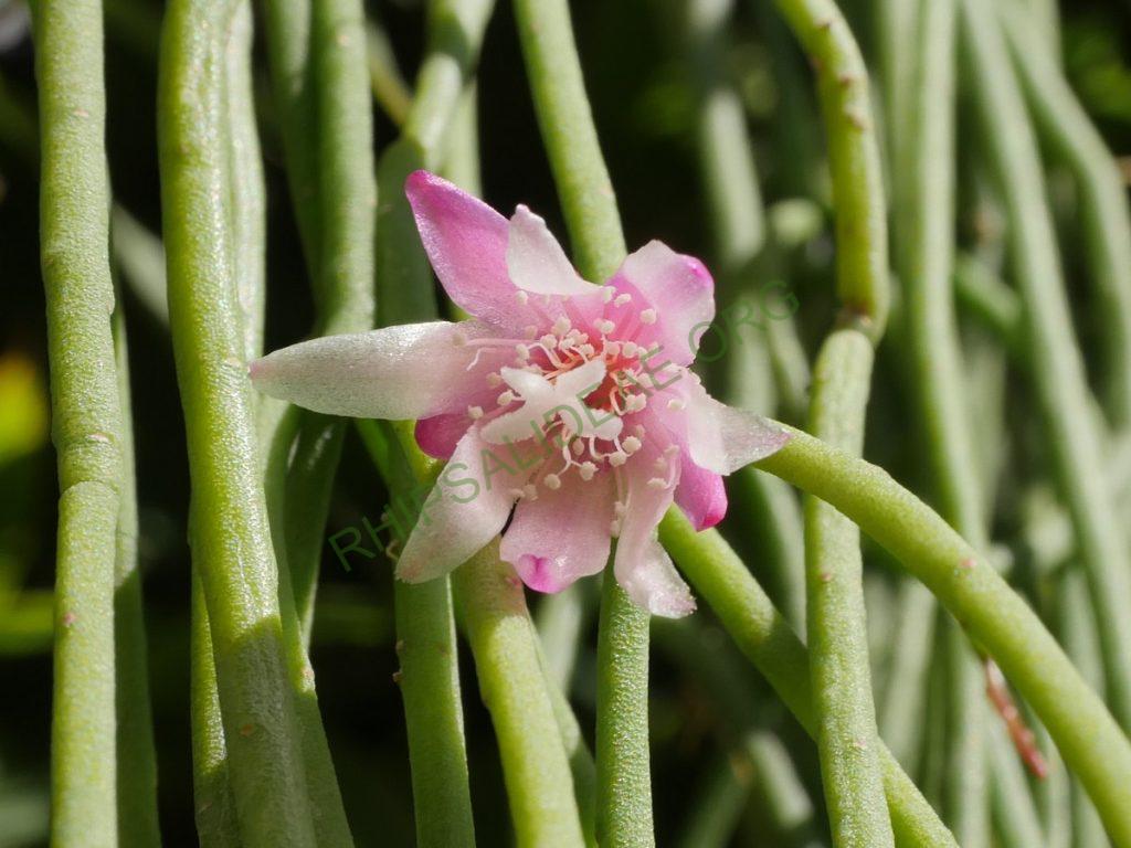 Rhipsalis pulchra, AH 690, Nova Friburgo, Rio de Janeiro, Brazil