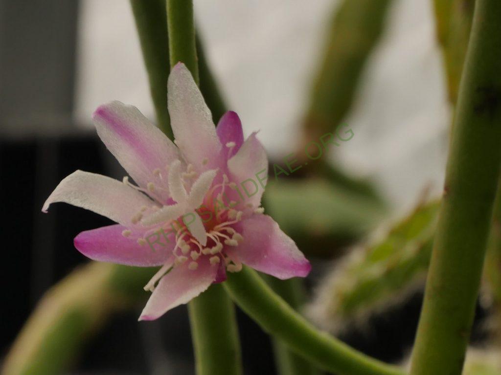 Rhipsalis pulchra, AH 690, Nova Friburgo, Rio de Janeiro, Brazil