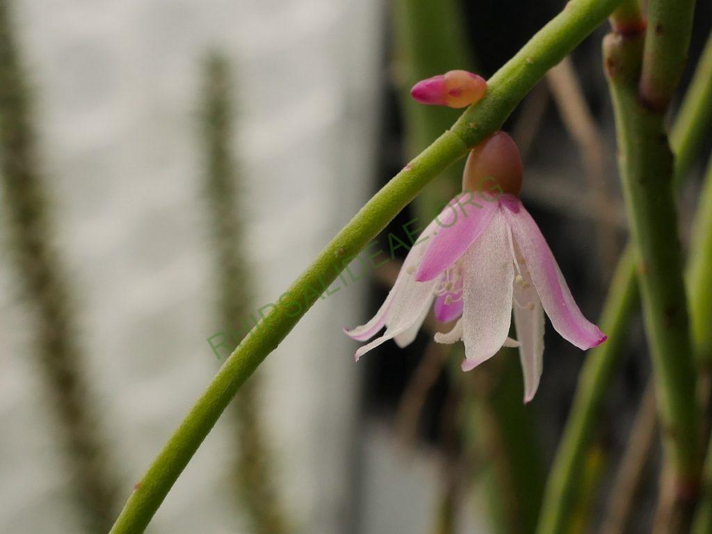 Rhipsalis pulchra, AH 690, Nova Friburgo, Rio de Janeiro, Brazil