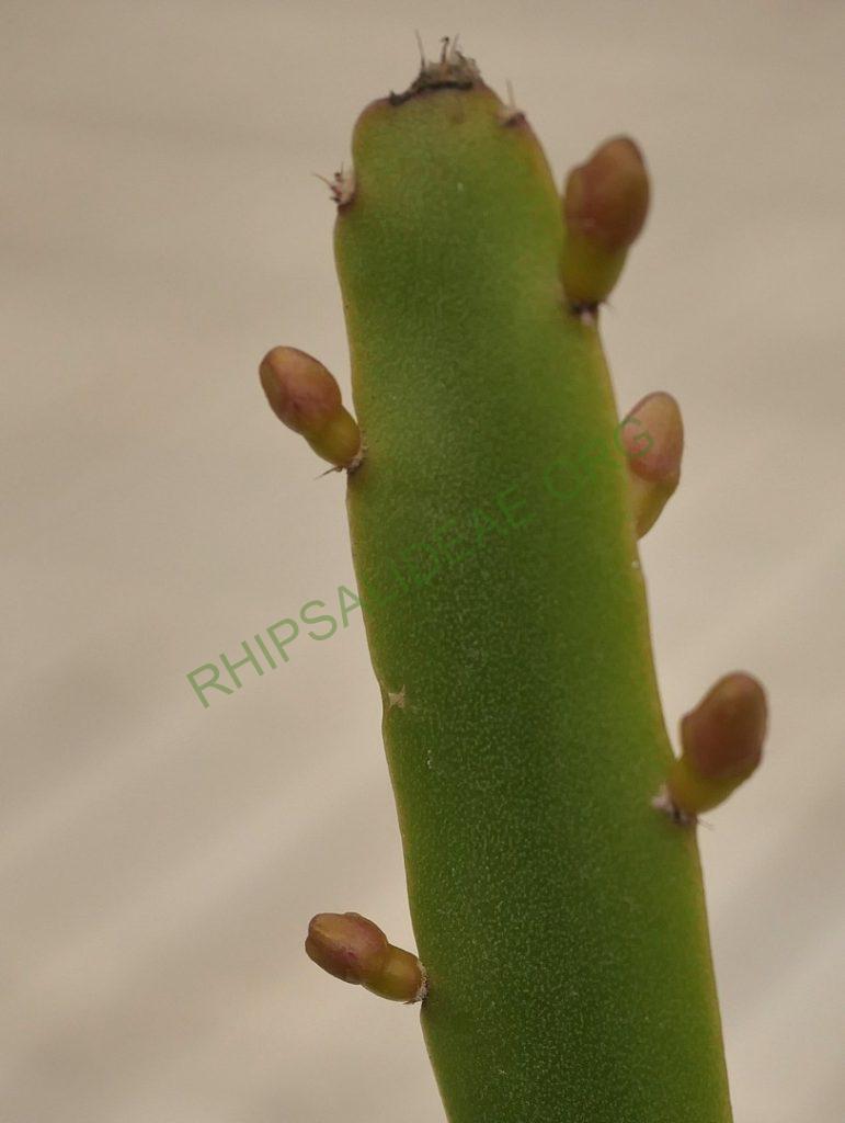 Rhipsalis cereoides, GO 452