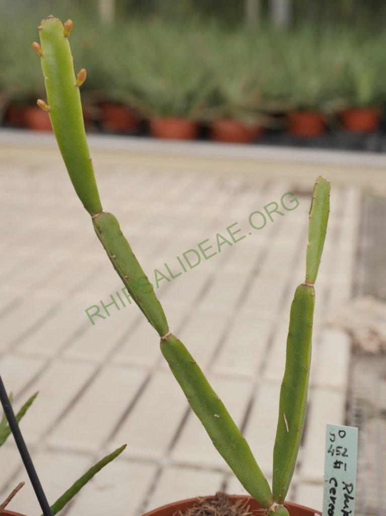 Rhipsalis cereoides, GO 452