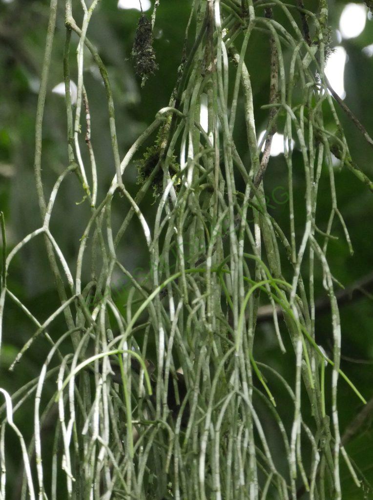Rhipsalis baccifera subsp. baccifera, Costa Rica