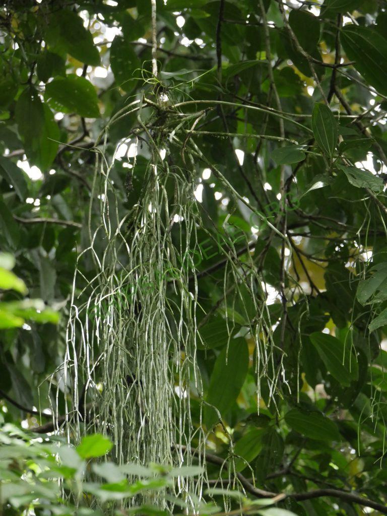 Rhipsalis baccifera subsp. baccifera, Costa Rica