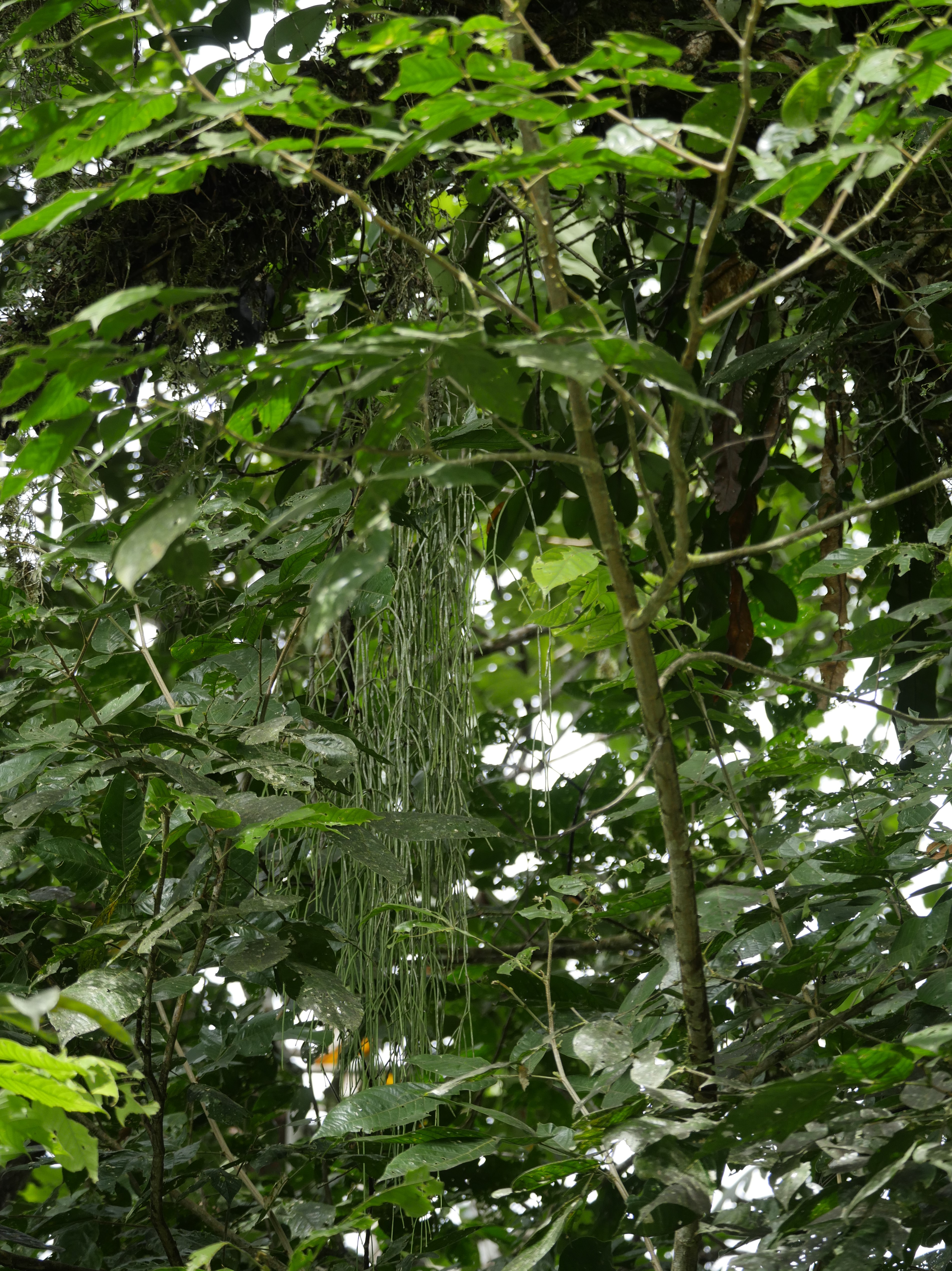 Rhipsalis baccifera subsp. baccifera, Costa Rica