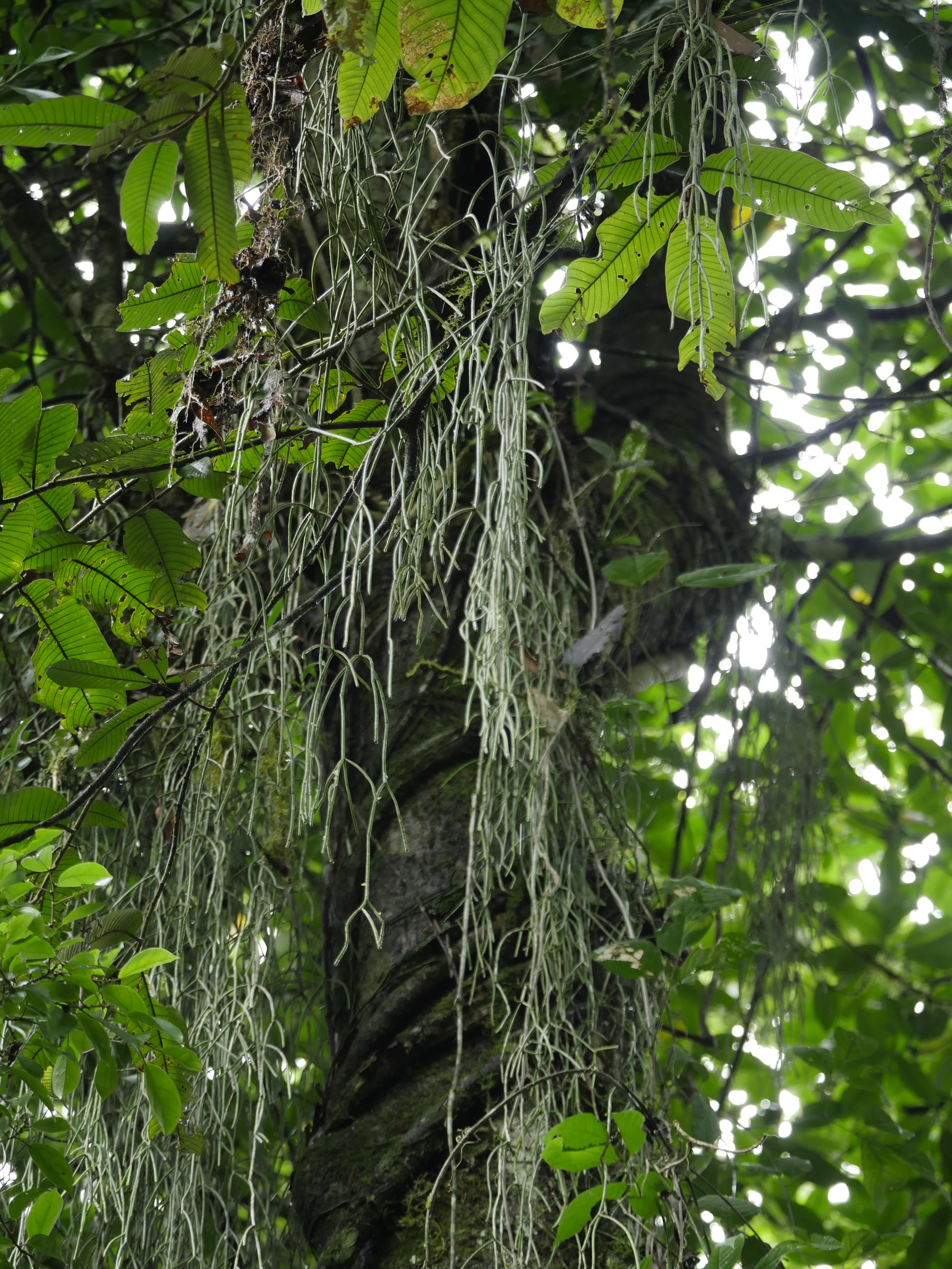 Rhipsalis baccifera subsp. baccifera, Costa Rica