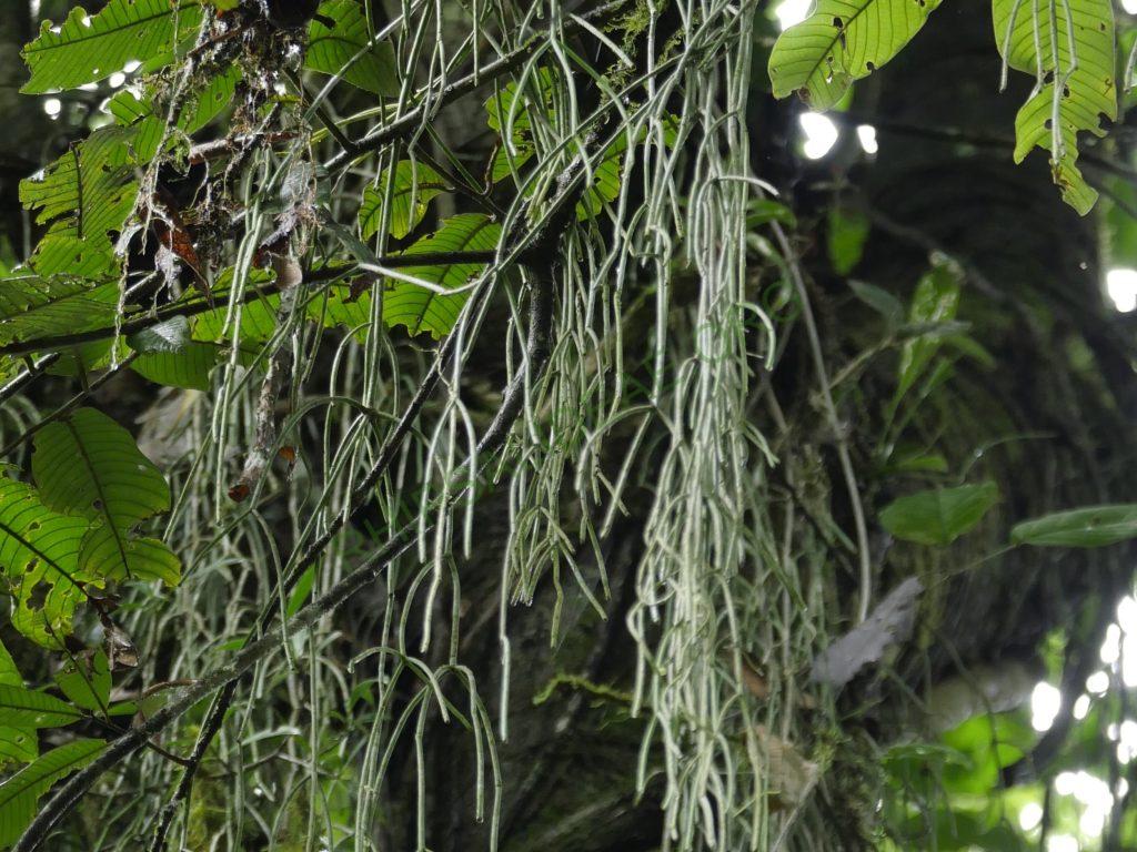 Rhipsalis baccifera subsp. baccifera, Costa Rica