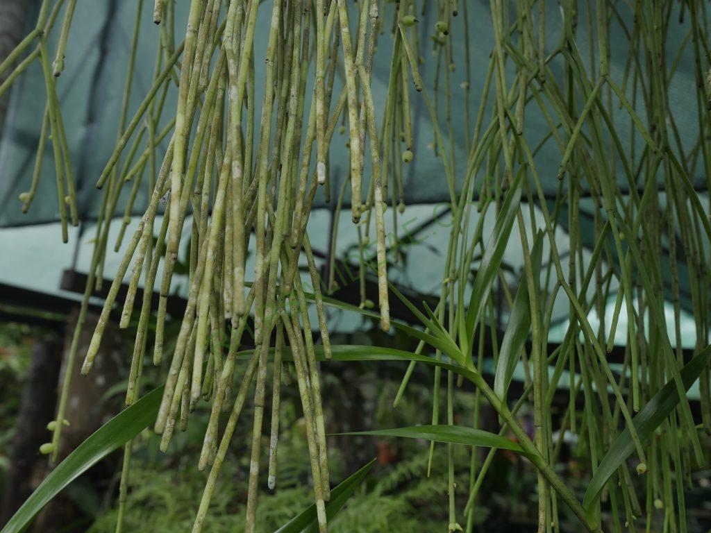 Rhipsalis baccifera subsp. baccifera, Costa Rica
