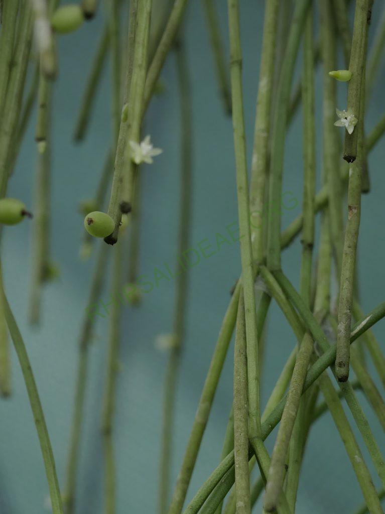 Rhipsalis baccifera subsp. baccifera, Costa Rica
