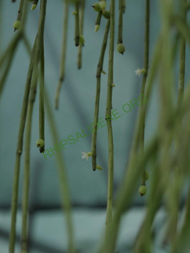 Rhipsalis baccifera subsp. baccifera, Costa Rica