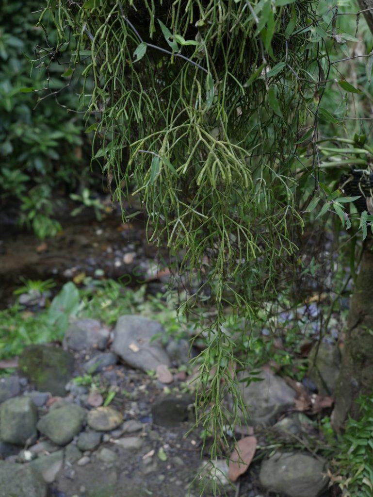 Rhipsalis baccifera subsp. baccifera, Costa Rica