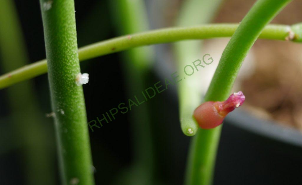 Rhipsalis baccifera subsp. mauritiana, Gabon, Africa, Uwe S.