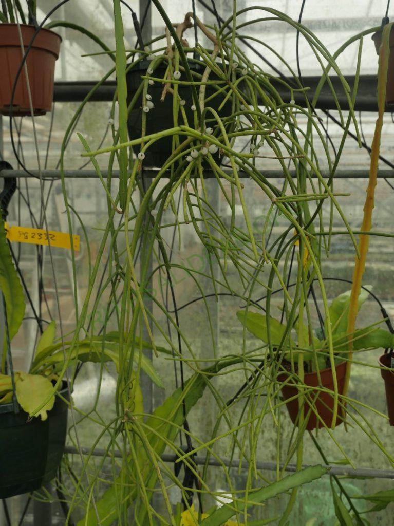 Rhipsalis baccifera subsp. mauritiana, Gabon, Africa, Uwe S.