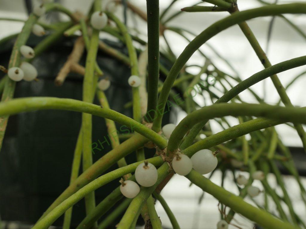 Rhipsalis baccifera subsp. mauritiana, Gabon, Africa, Uwe S.