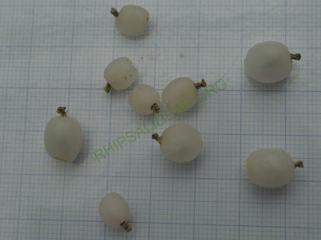Rhipsalis baccifera subsp. mauritiana, Gabon, Africa, Uwe S.