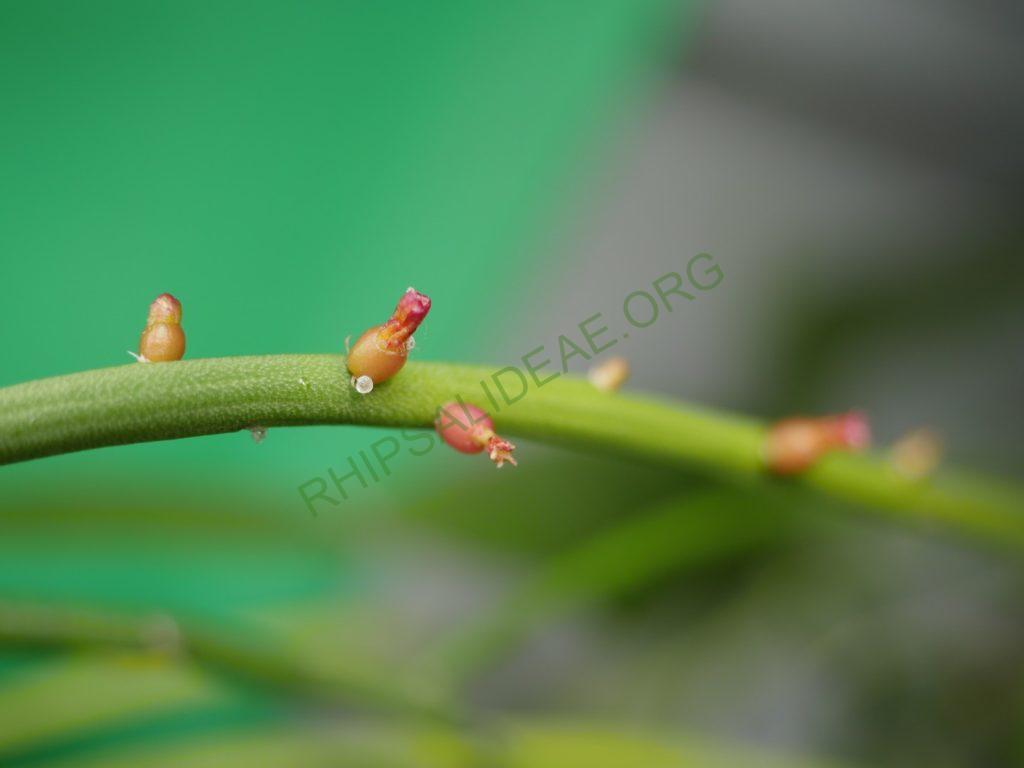 Rhipsalis baccifera subsp. mauritiana, Gabon, Africa, Uwe S.