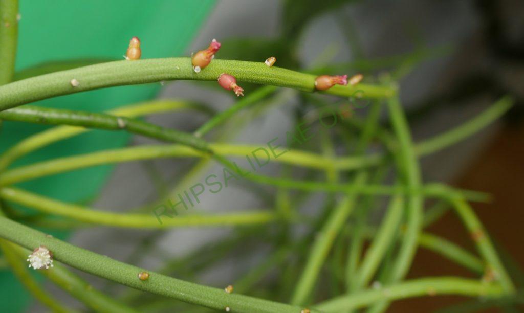 Rhipsalis baccifera subsp. mauritiana, Gabon, Africa, Uwe S.