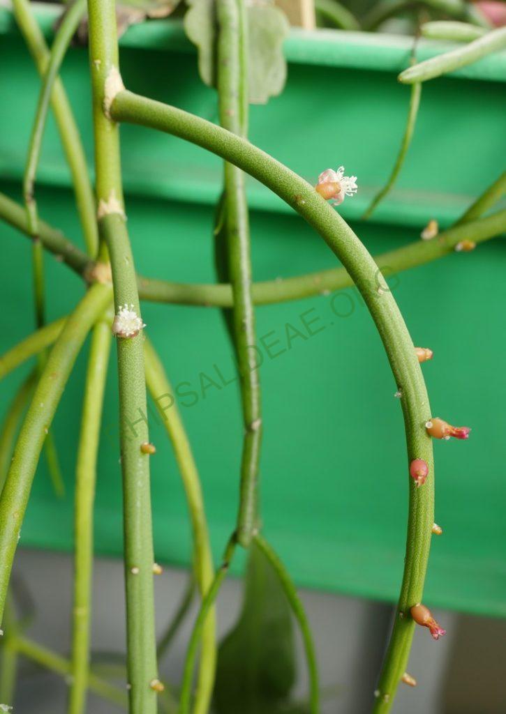 Rhipsalis baccifera subsp. mauritiana, Gabon, Africa, Uwe S.