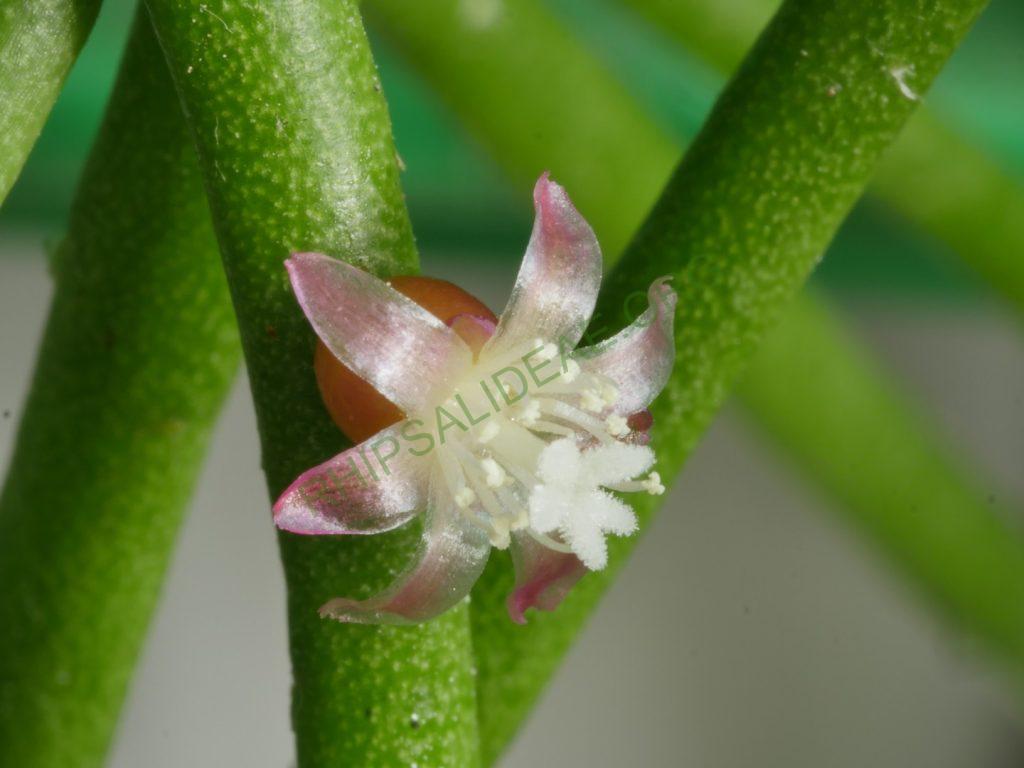 Rhipsalis baccifera subsp. mauritiana, Gabon, Africa, Uwe S.