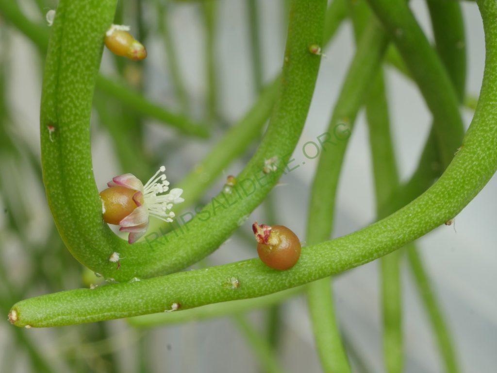 Rhipsalis baccifera subsp. mauritiana, Gabon, Africa, Uwe S.
