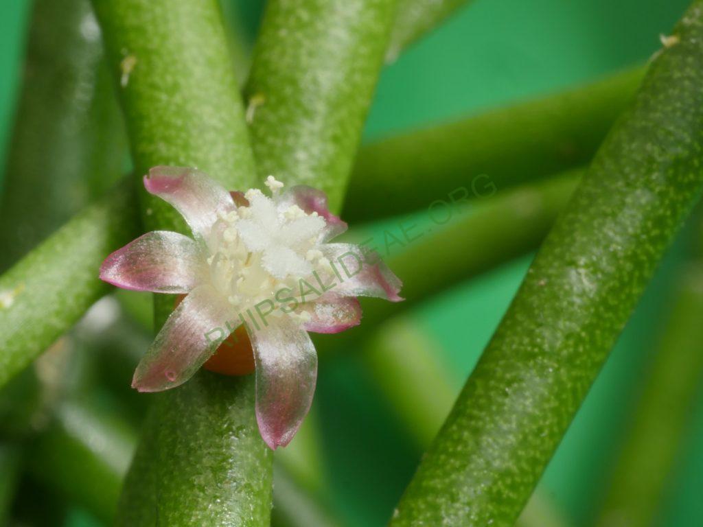Rhipsalis baccifera subsp. mauritiana, Gabon, Africa, Uwe S.