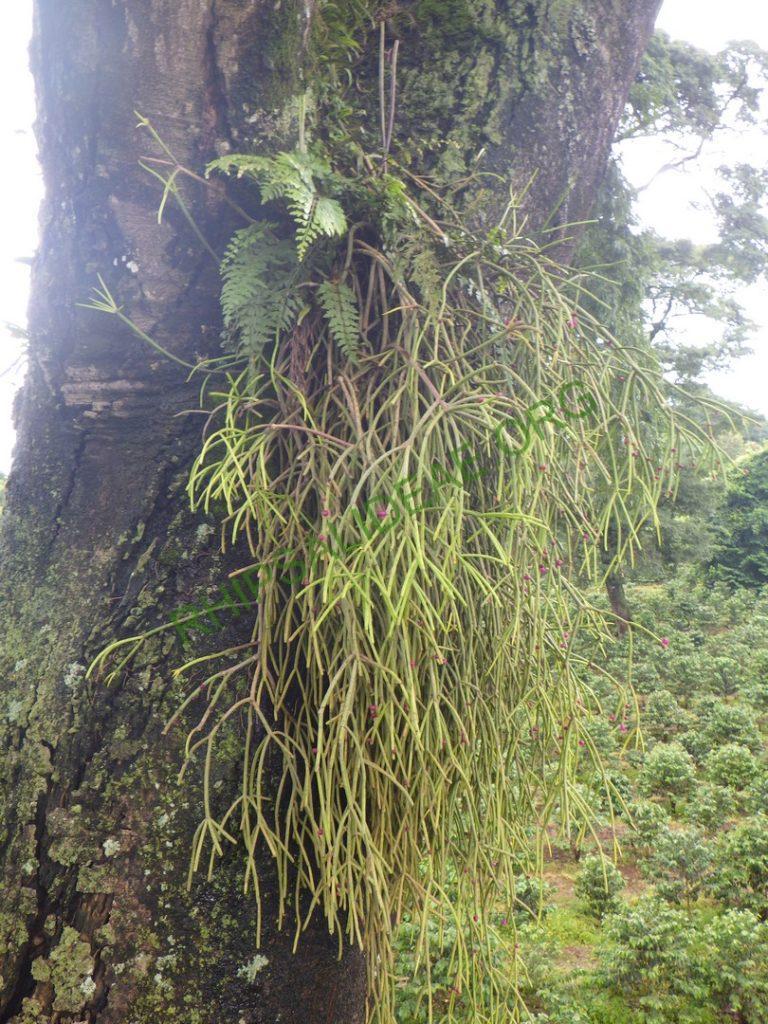 Rhipsalis baccifera subsp. erythrocarpa, Kilimanjaro, Tanzania, Africa