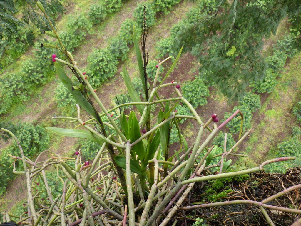 Rhipsalis baccifera subsp. erythrocarpa, Kilimanjaro, Tanzania, Africa