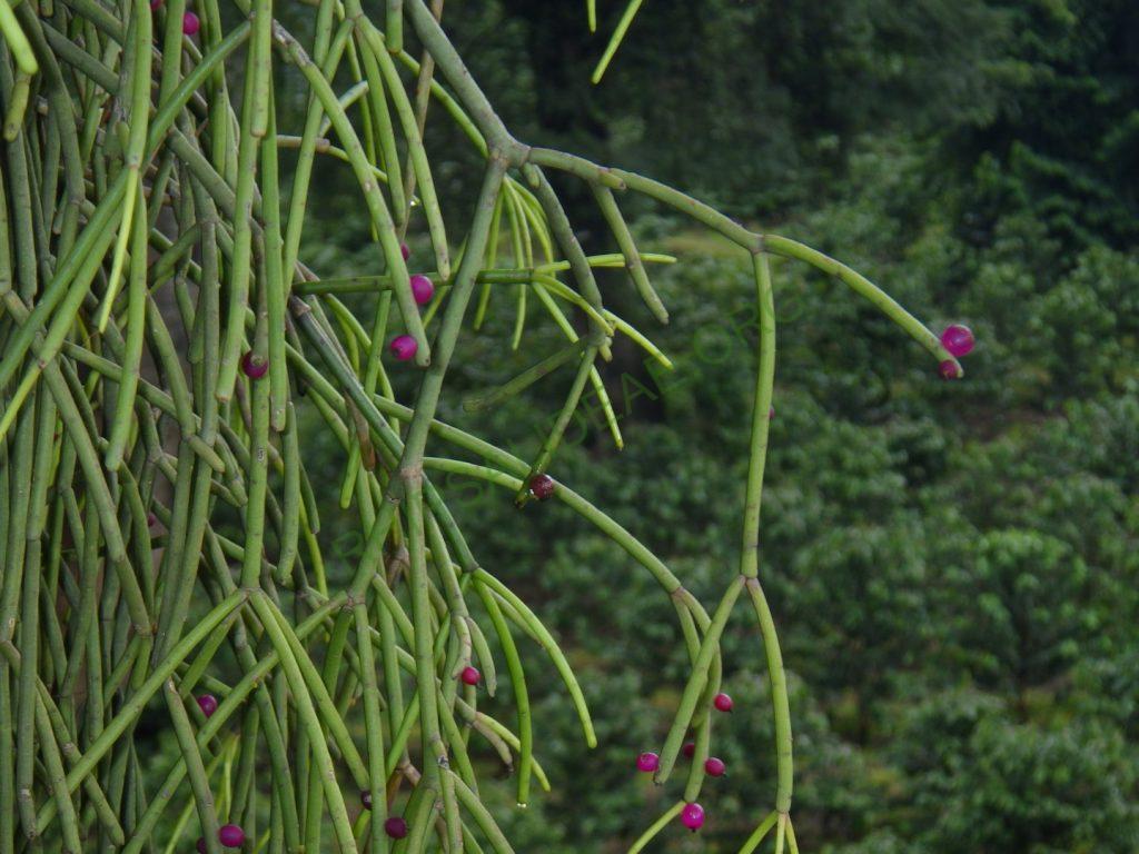 Rhipsalis baccifera subsp. erythrocarpa, Kilimanjaro, Tanzania, Africa