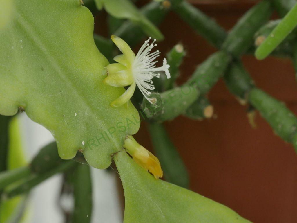 Rhipsalis barthlottii, Bonn 4469, Serra dos Orgãos, Rio de Janeiro, Brazil