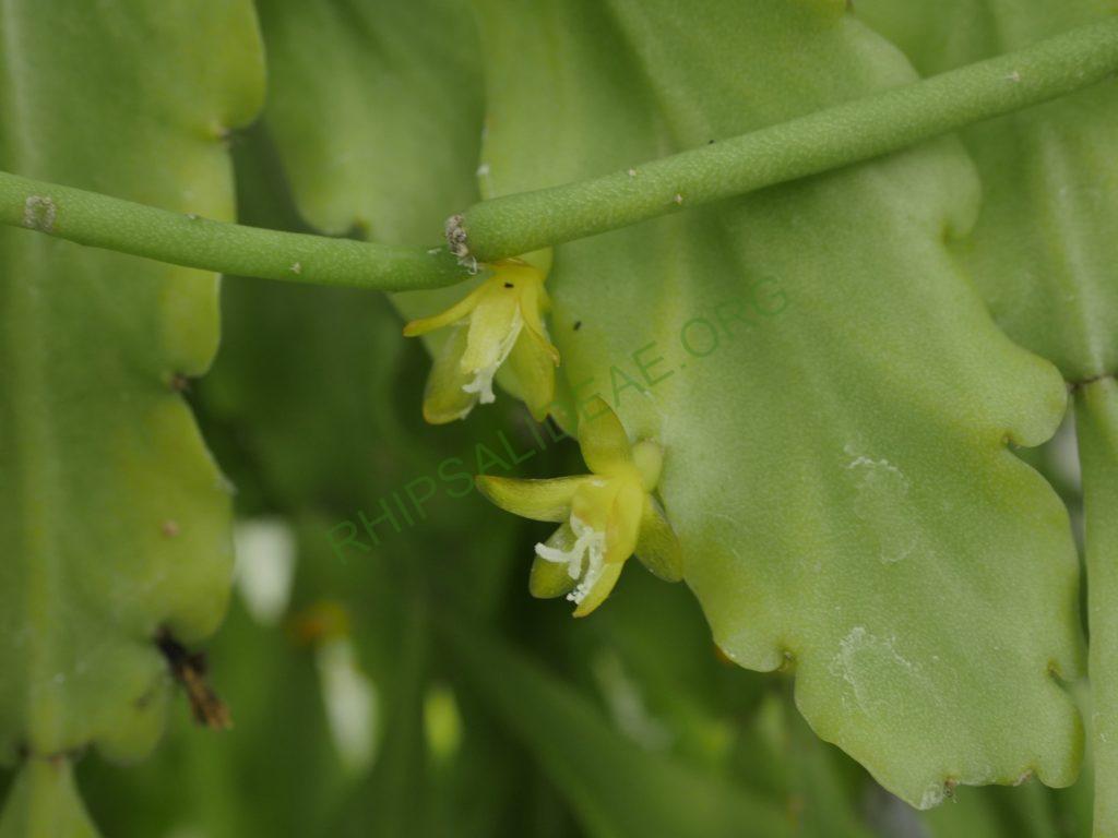 Rhipsalis barthlottii, Bonn 4469, Serra dos Orgãos, Rio de Janeiro, Brazil