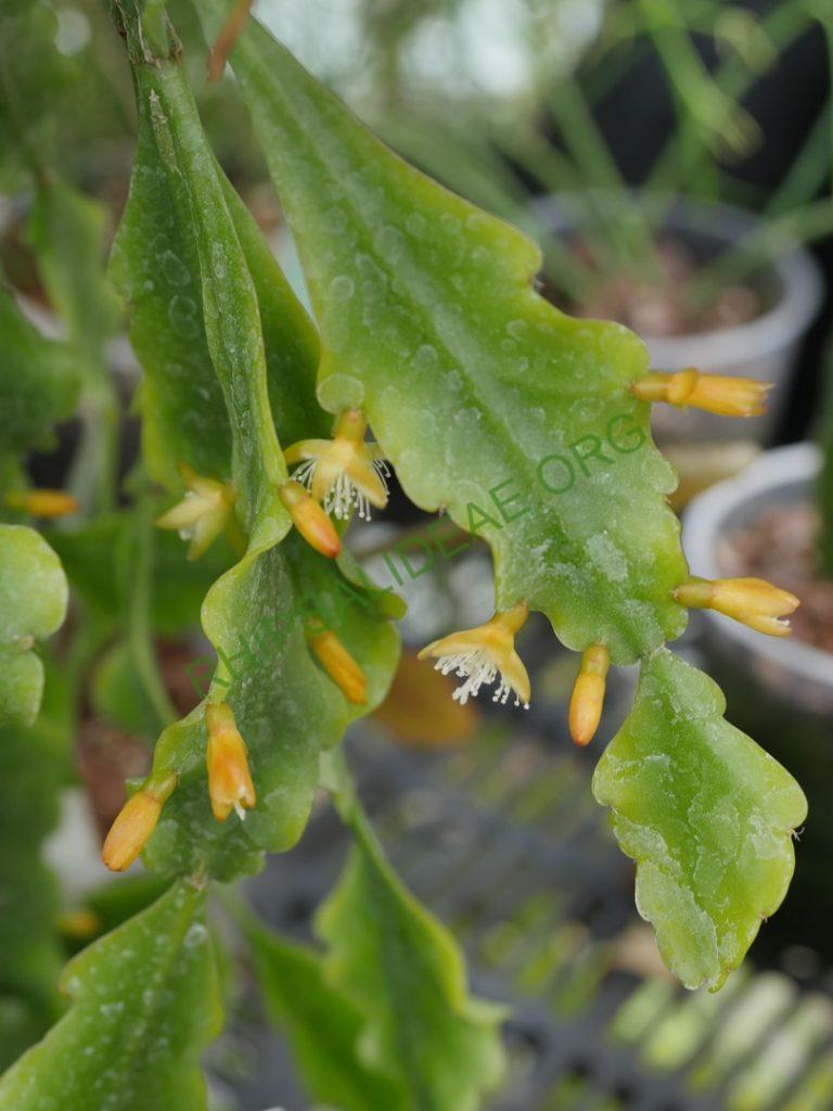 Rhipsalis barthlottii, Bonn 4469, Serra dos Orgãos, Rio de Janeiro, Brazil