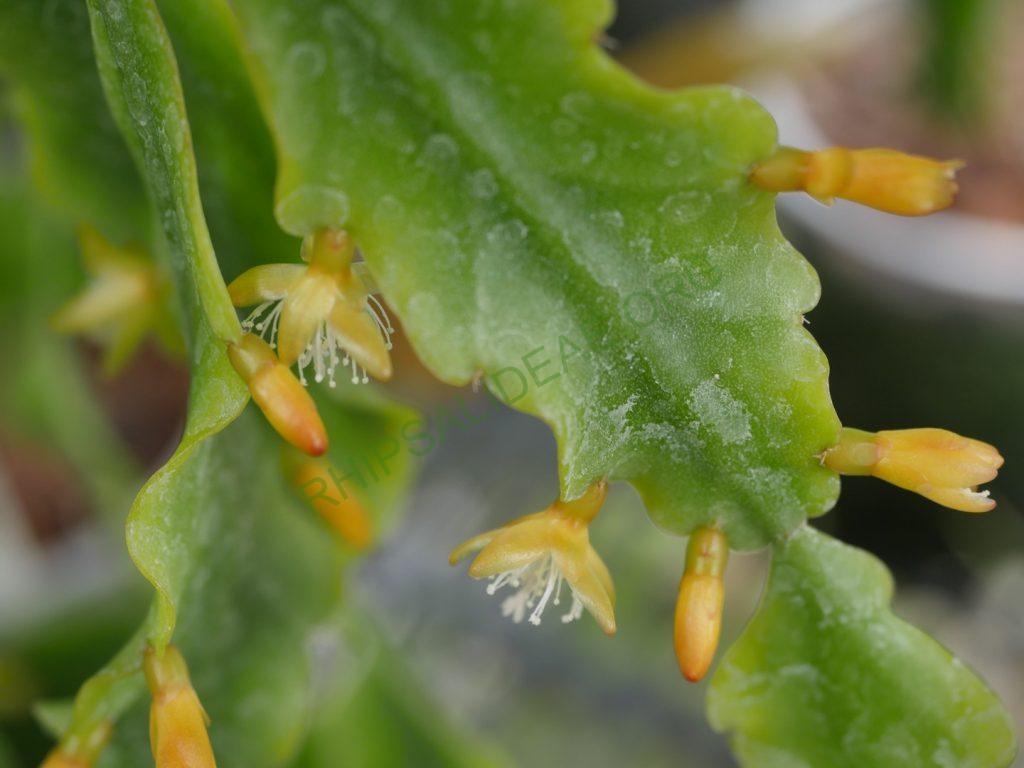Rhipsalis barthlottii, Bonn 4469, Serra dos Orgãos, Rio de Janeiro, Brazil