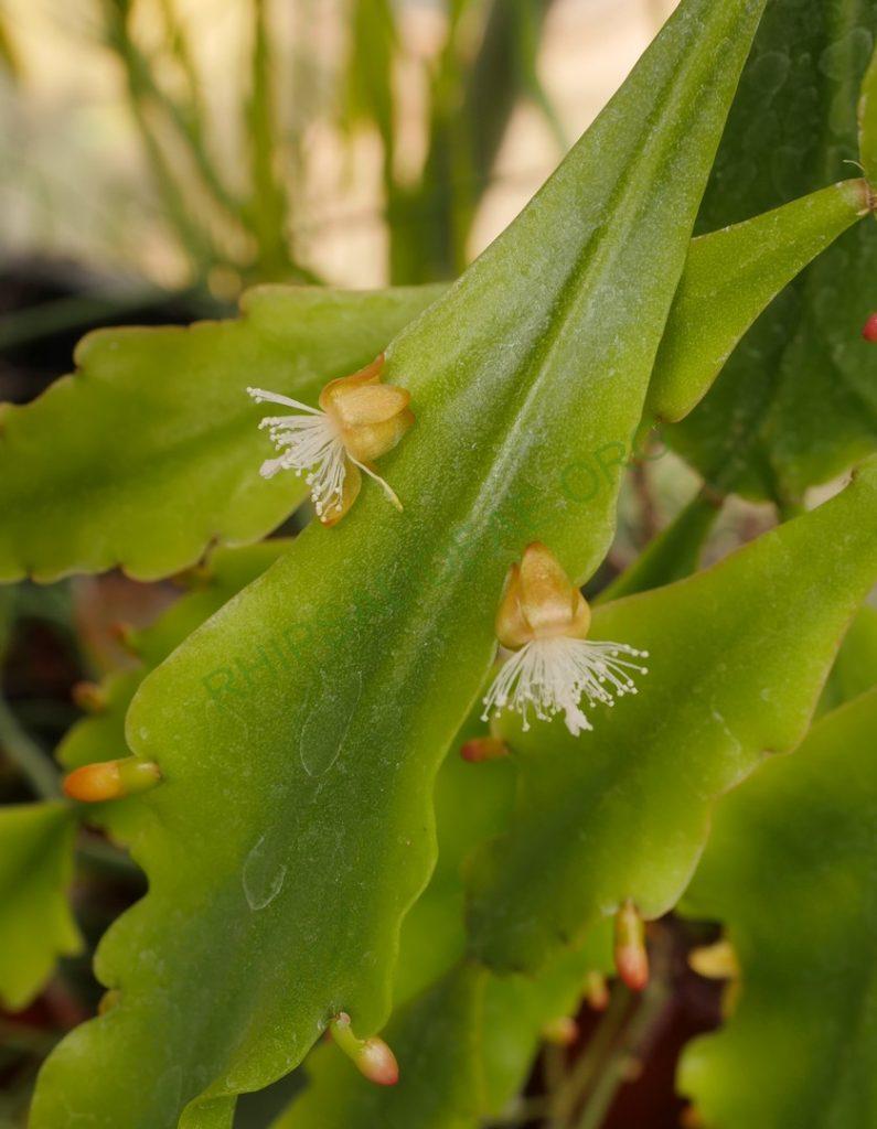 Rhipsalis barthlottii, Bonn 4469, Serra dos Orgãos, Rio de Janeiro, Brazil