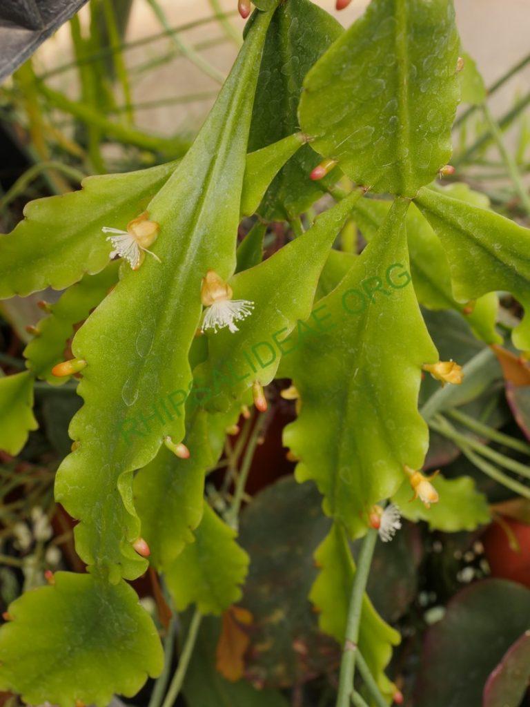 Rhipsalis barthlottii, Bonn 4469, Serra dos Orgãos, Rio de Janeiro, Brazil