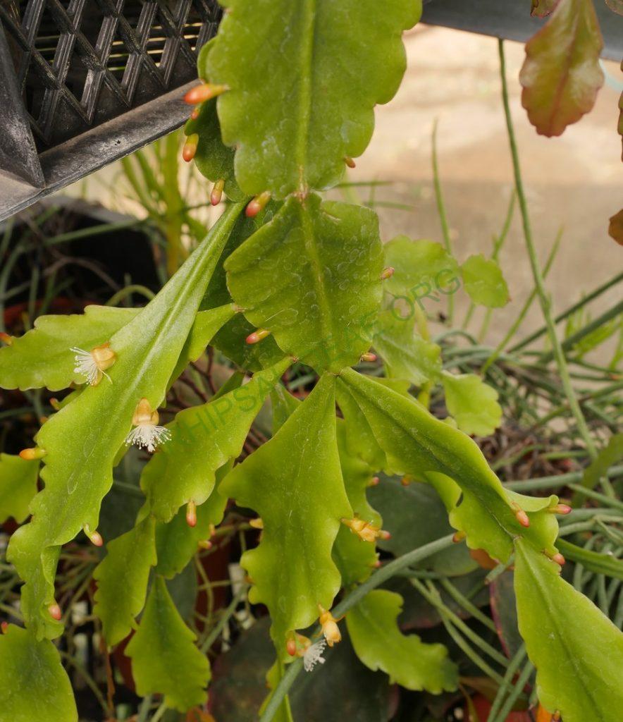 Rhipsalis barthlottii, Bonn 4469, Serra dos Orgãos, Rio de Janeiro, Brazil