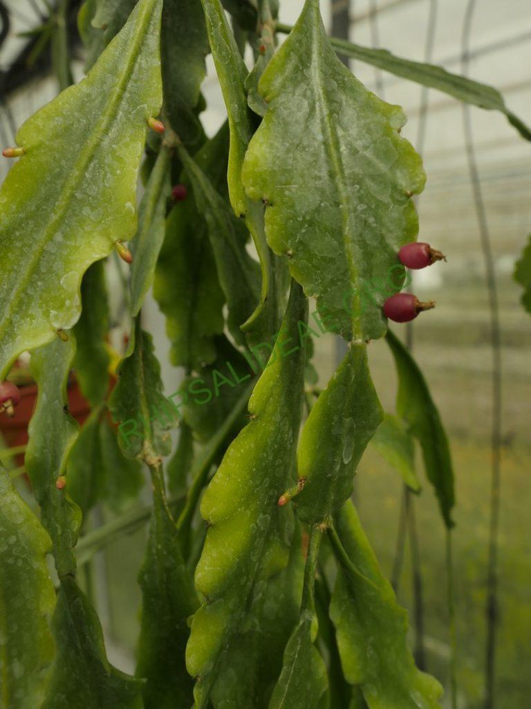 Rhipsalis barthlottii, Bonn 4469, Serra dos Orgãos, Rio de Janeiro, Brazil