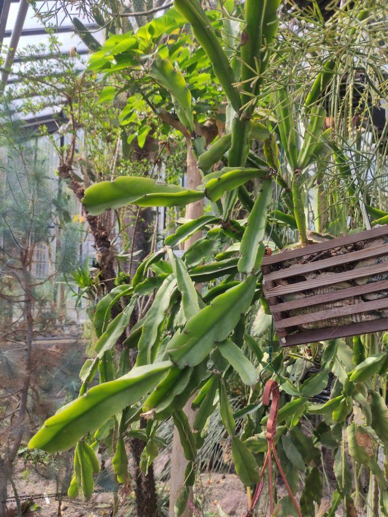Rhipsalis agudoensis, Botanical Garden Jena
