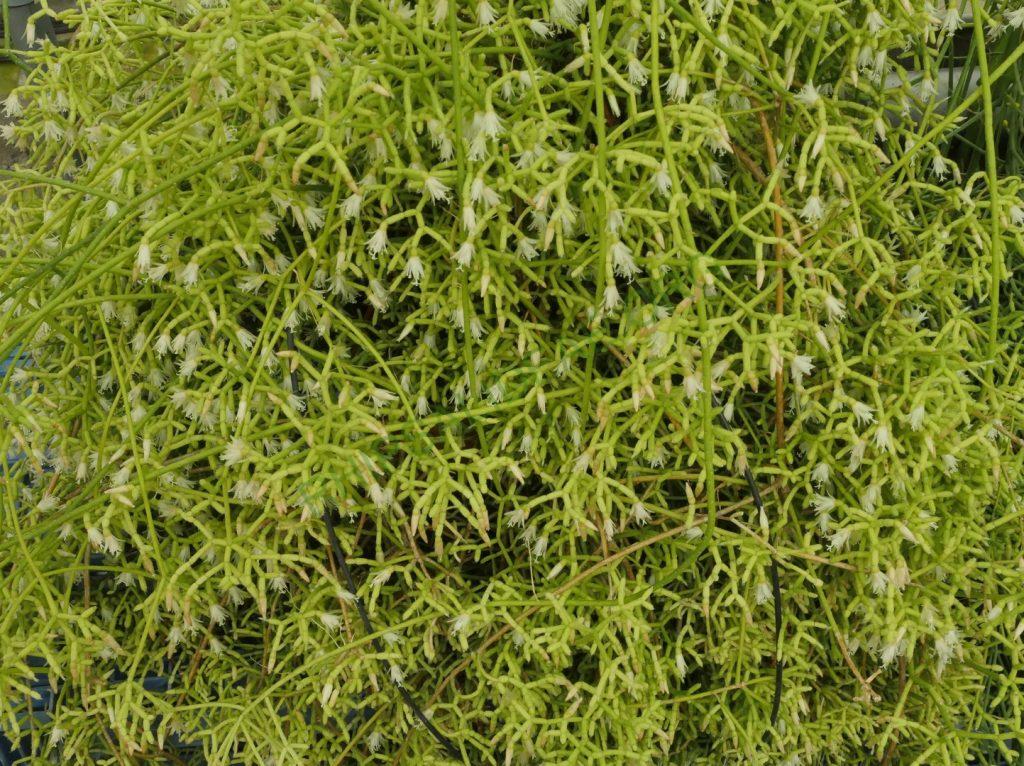 Rhipsalis cereuscula