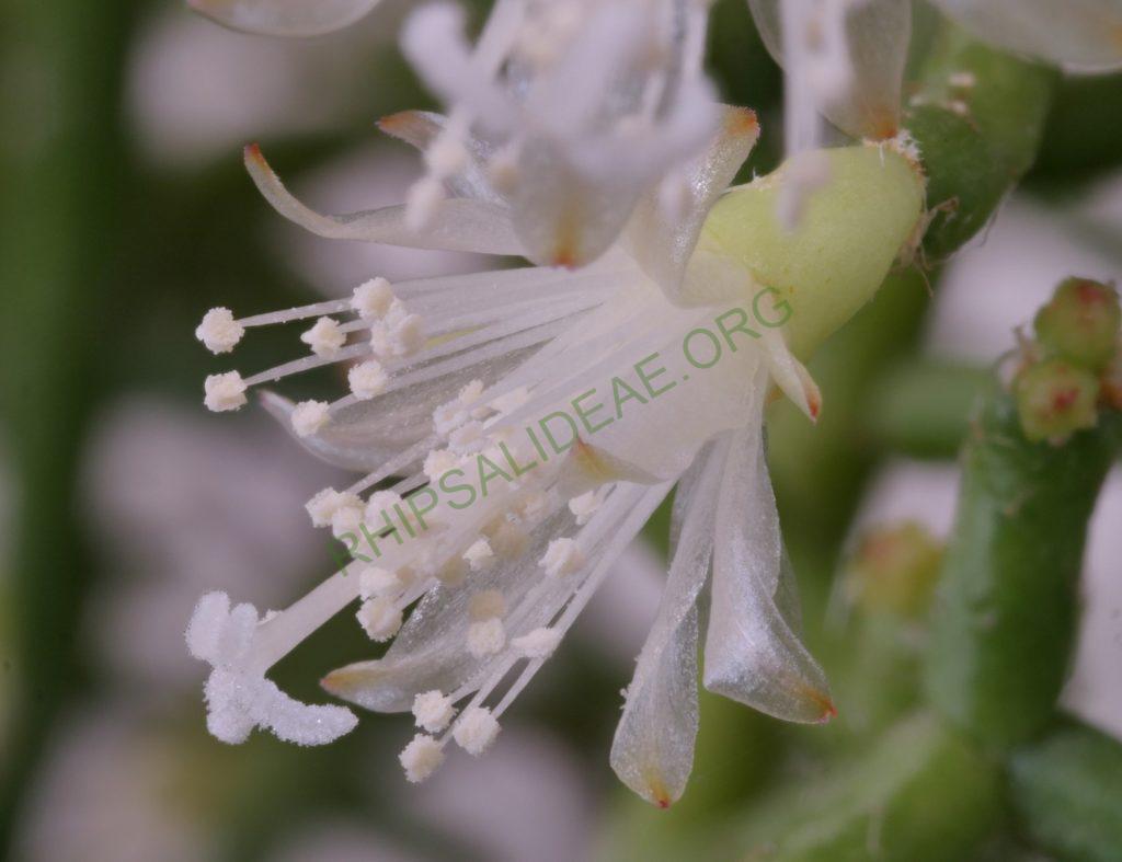 Rhipsalis cereuscula