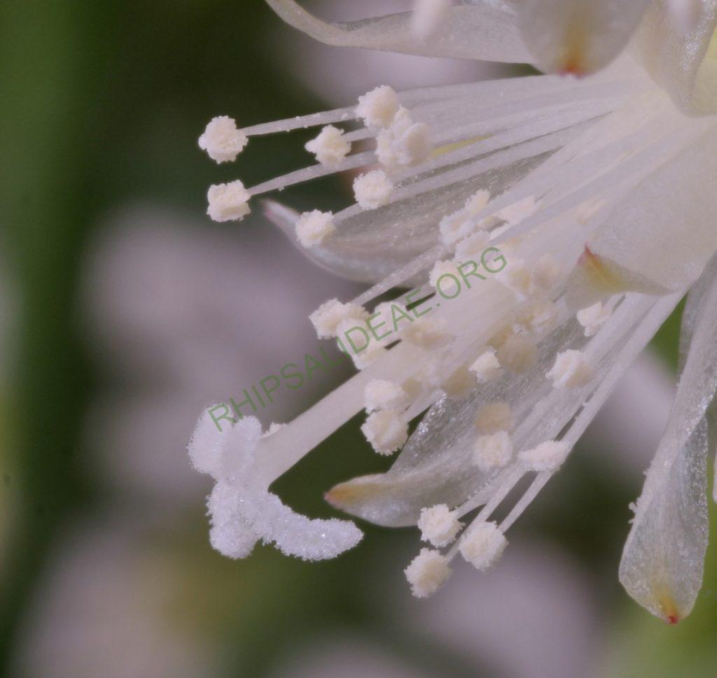 Rhipsalis cereuscula